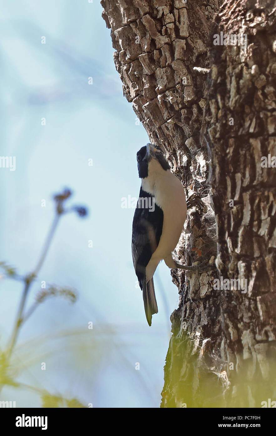 Van Dam la vanga (Xenopirostris damii) maschio adulto aggrappandosi al tronco di albero raccolta di ragnatele, endemica malgascia, specie in via di estinzione di Ampijoroa Fore Foto Stock