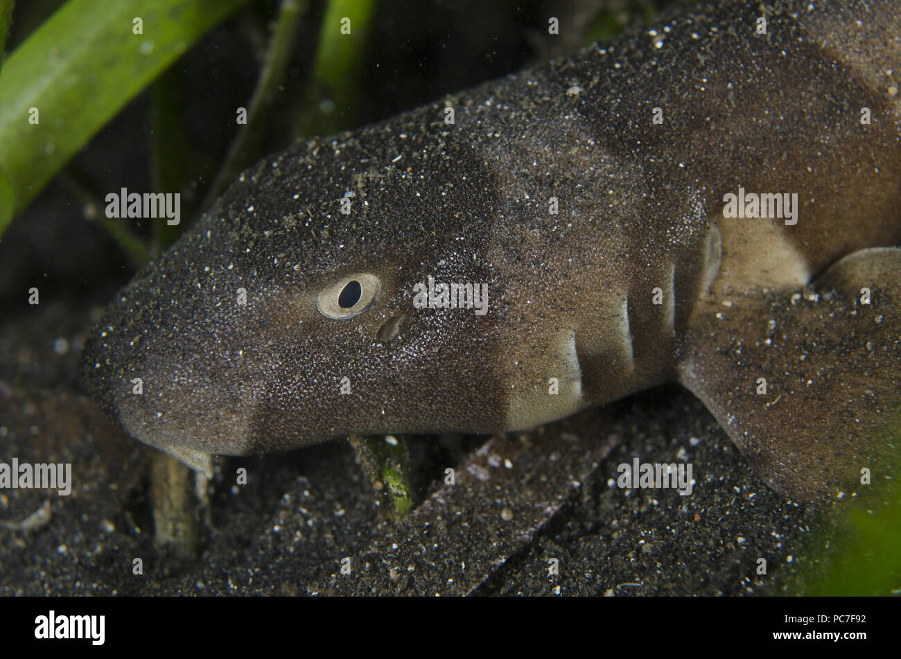 Marrone-nastrati squalo Bamboo (Chiloscyllium punctatum), capretti in erba di mare sulla sabbia nera, TK1 sito di immersione, Lembeh Straits, Sulawesi, Indonesia Foto Stock
