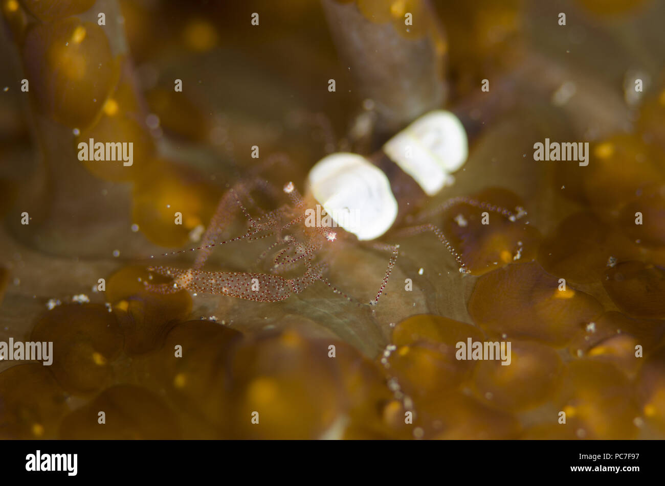 Guscio d'uovo gamberetti (Hamopontonia corallicola), camuffati in anemone a Acoel flatworms (Waminoa sp.), Magic Crack sito di immersione, Lembeh Straits, Sulawes Foto Stock