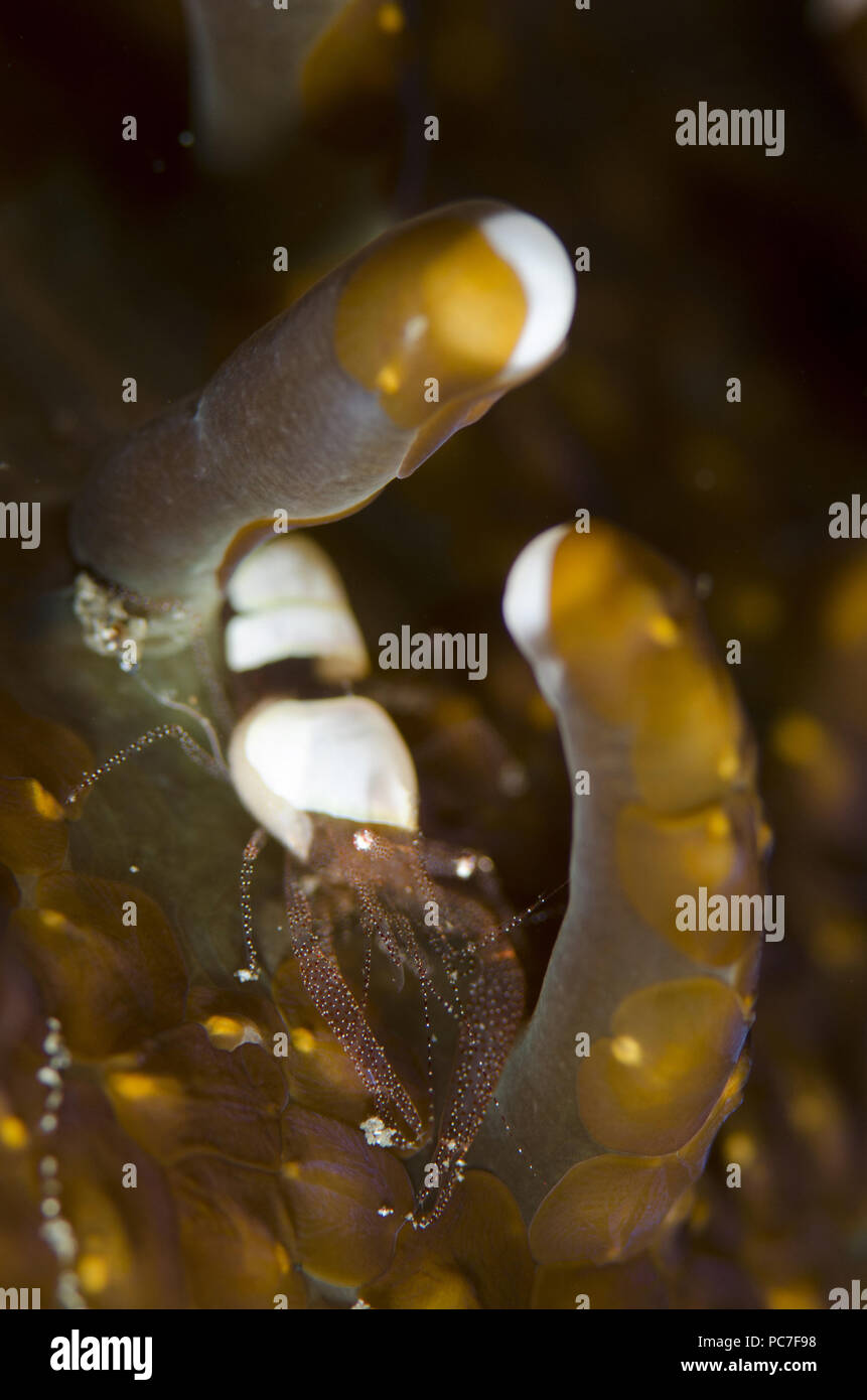 Guscio d'uovo gamberetti (Hamopontonia corallicola), camuffati in anemone a Acoel flatworms (Waminoa sp.), Magic Crack sito di immersione, Lembeh Straits, Sulawes Foto Stock