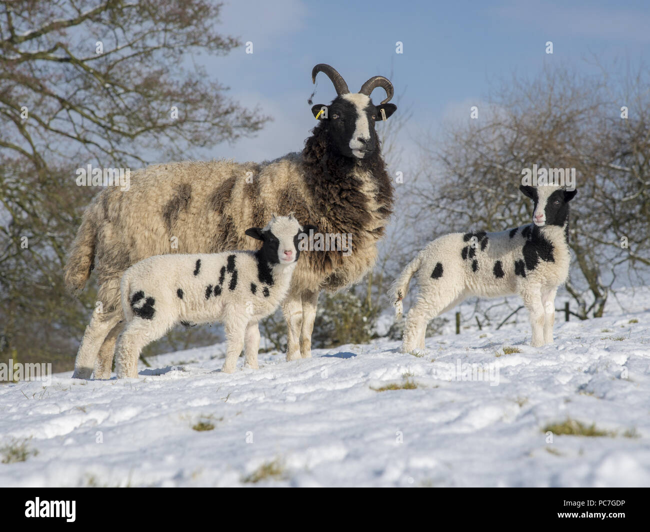 Jacob pecora e agnelli della neve a Longridge, Preston, Lancashire. Foto Stock