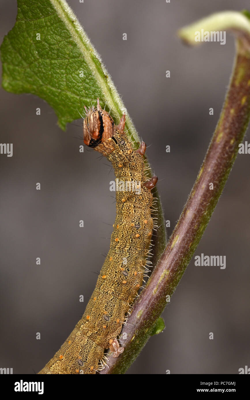 Rosy Underwing Tarma (Catocala electa) full cresciuto instar finale caterpillar alimentazione su capra Willow leaf, allevati in cattività. Foto Stock