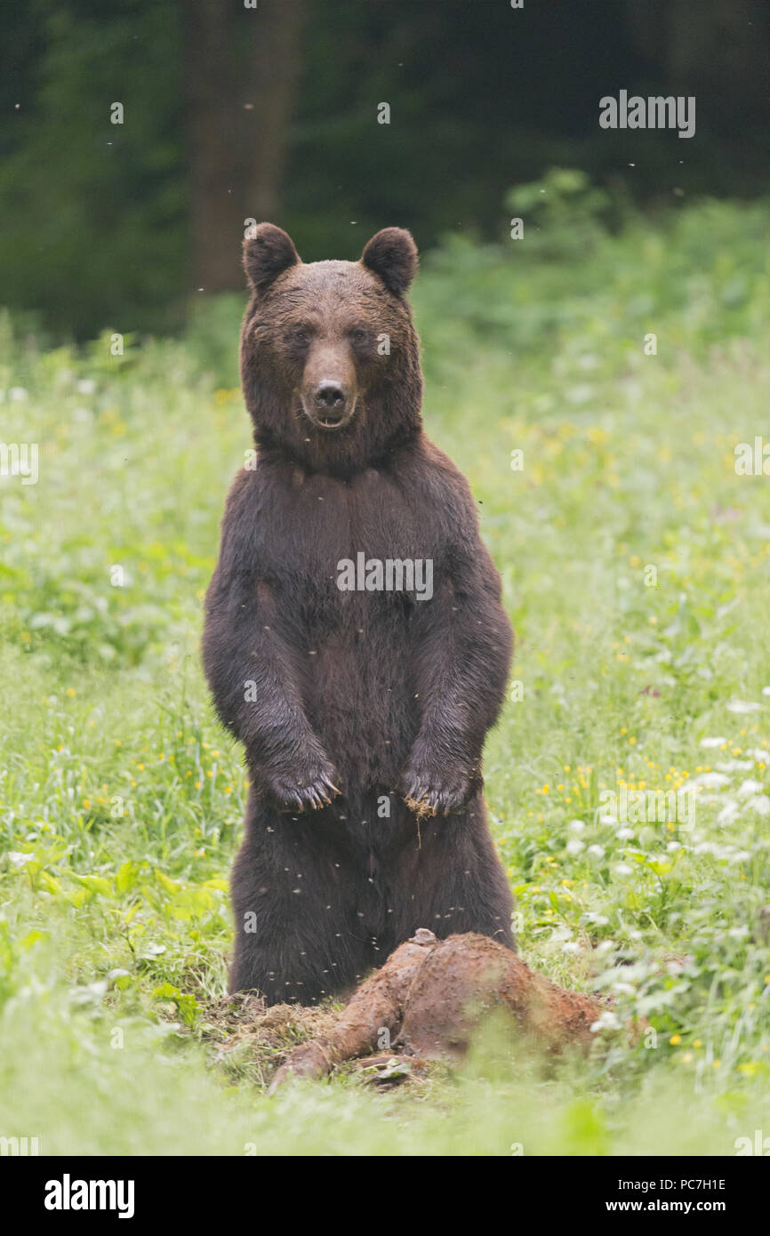 Unione l'orso bruno (Ursus arctos arctos) adulto, in piedi sulle zampe posteriori prima di alimentare sulla mucca carrion, Transilvania, Romania, Giugno Foto Stock