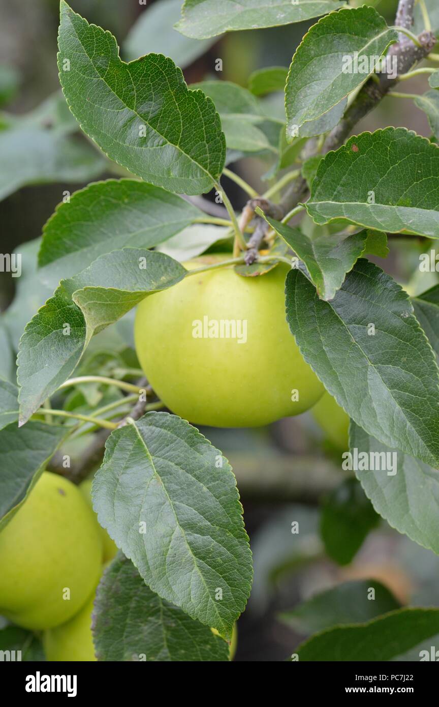 Apple sconosciuto Foto Stock