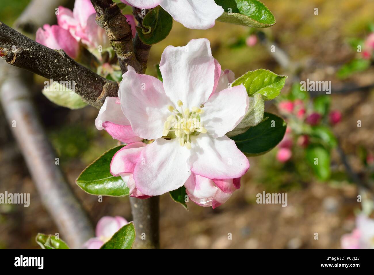 Apple sconosciuto Foto Stock