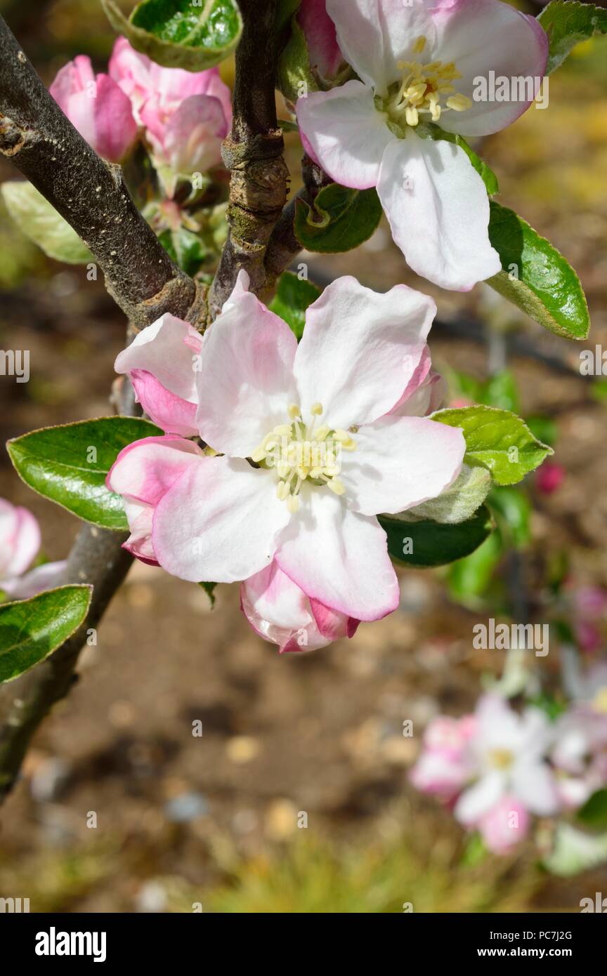 Apple sconosciuto Foto Stock