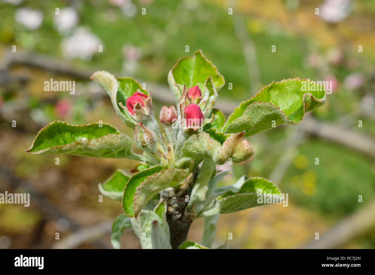 Apple sconosciuto Foto Stock