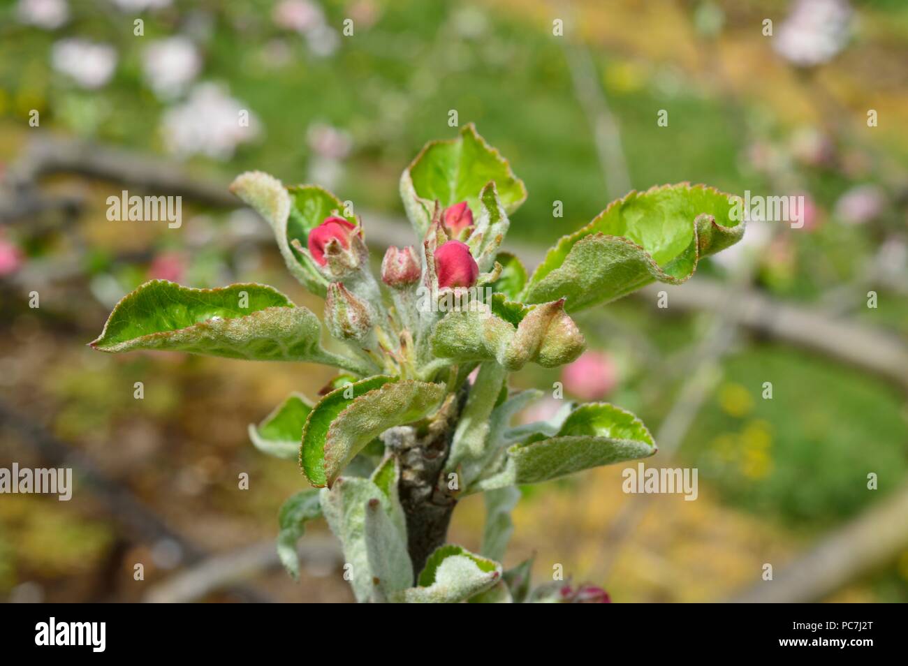 Apple sconosciuto Foto Stock