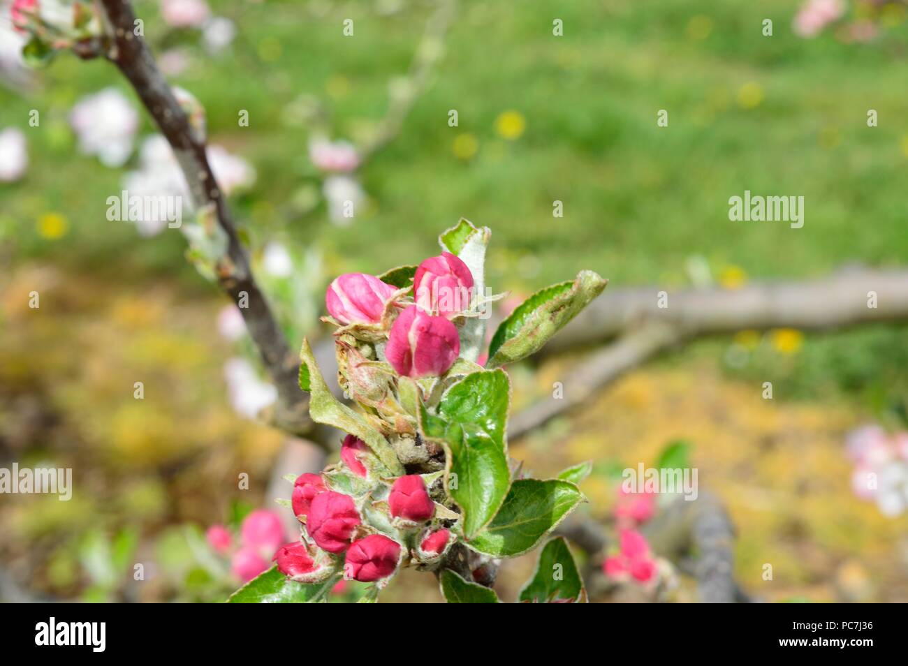 Apple sconosciuto Foto Stock