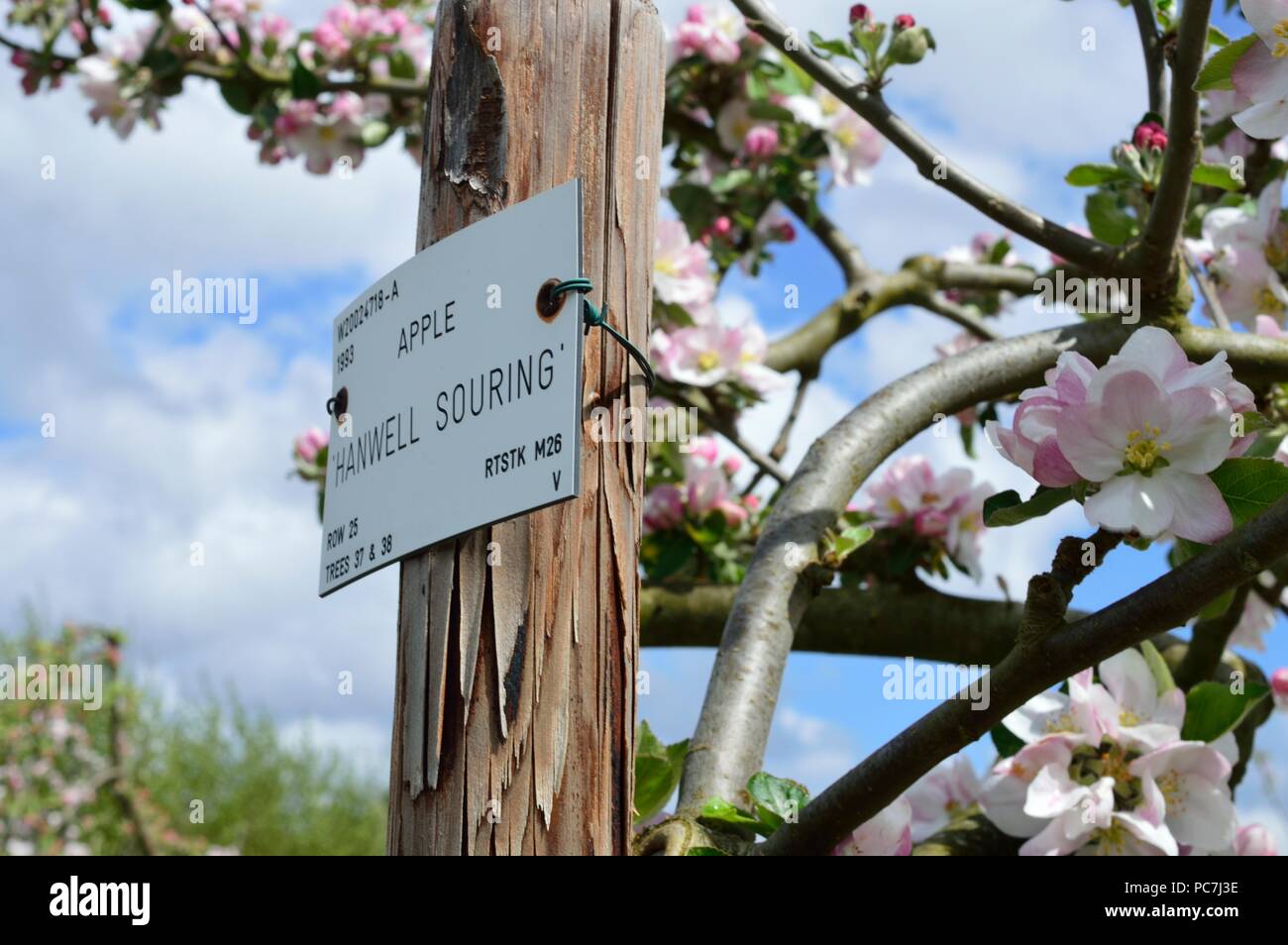 Apple sconosciuto Foto Stock