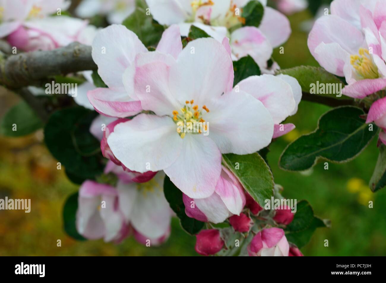 Apple sconosciuto Foto Stock