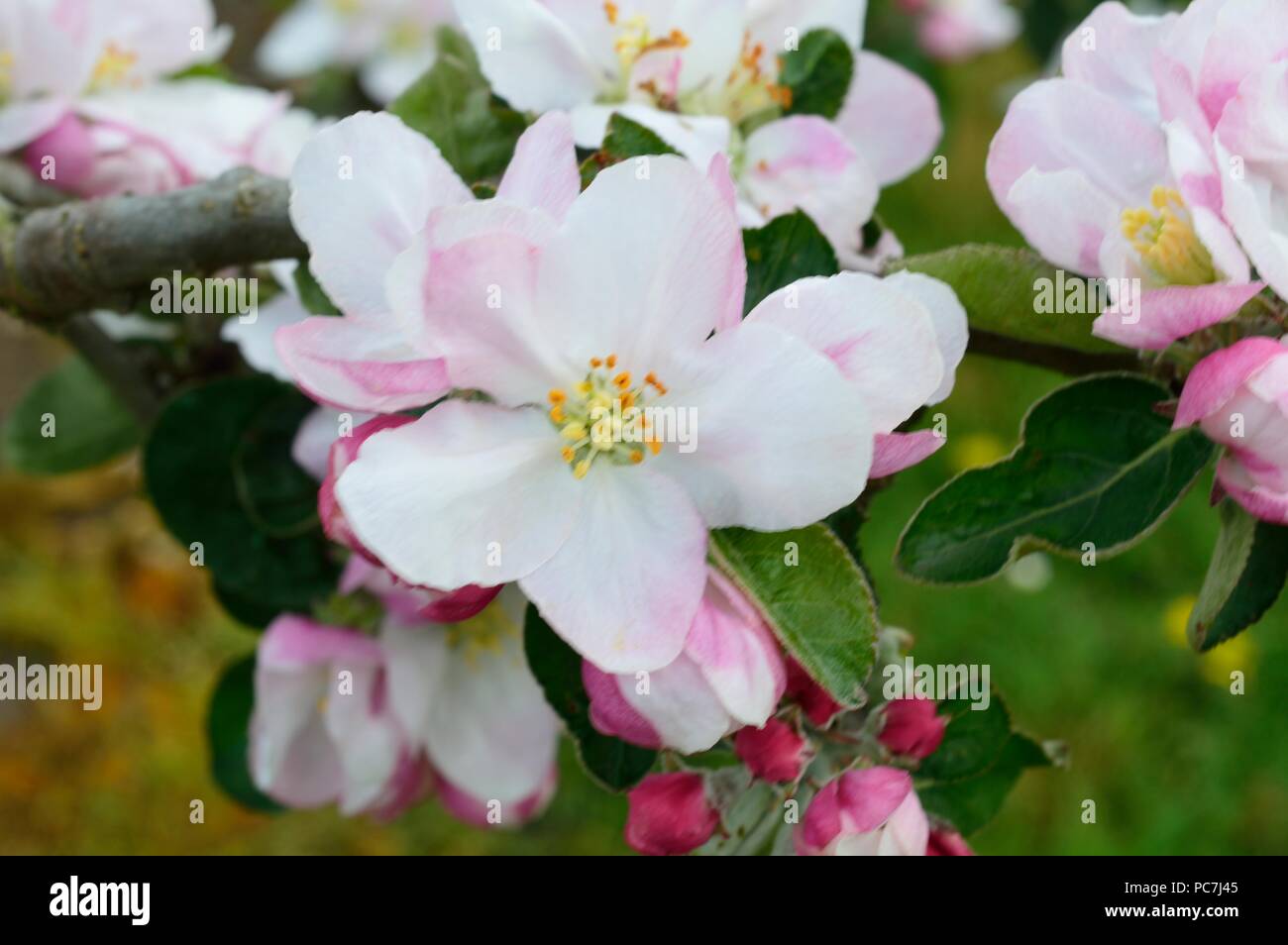 Apple sconosciuto Foto Stock