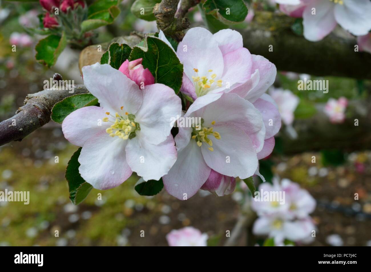 Apple sconosciuto Foto Stock