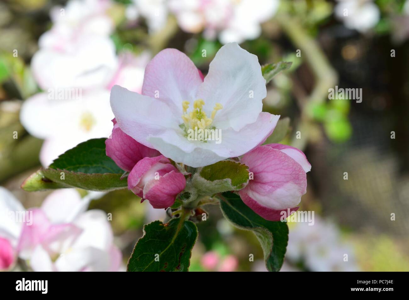 Apple sconosciuto Foto Stock
