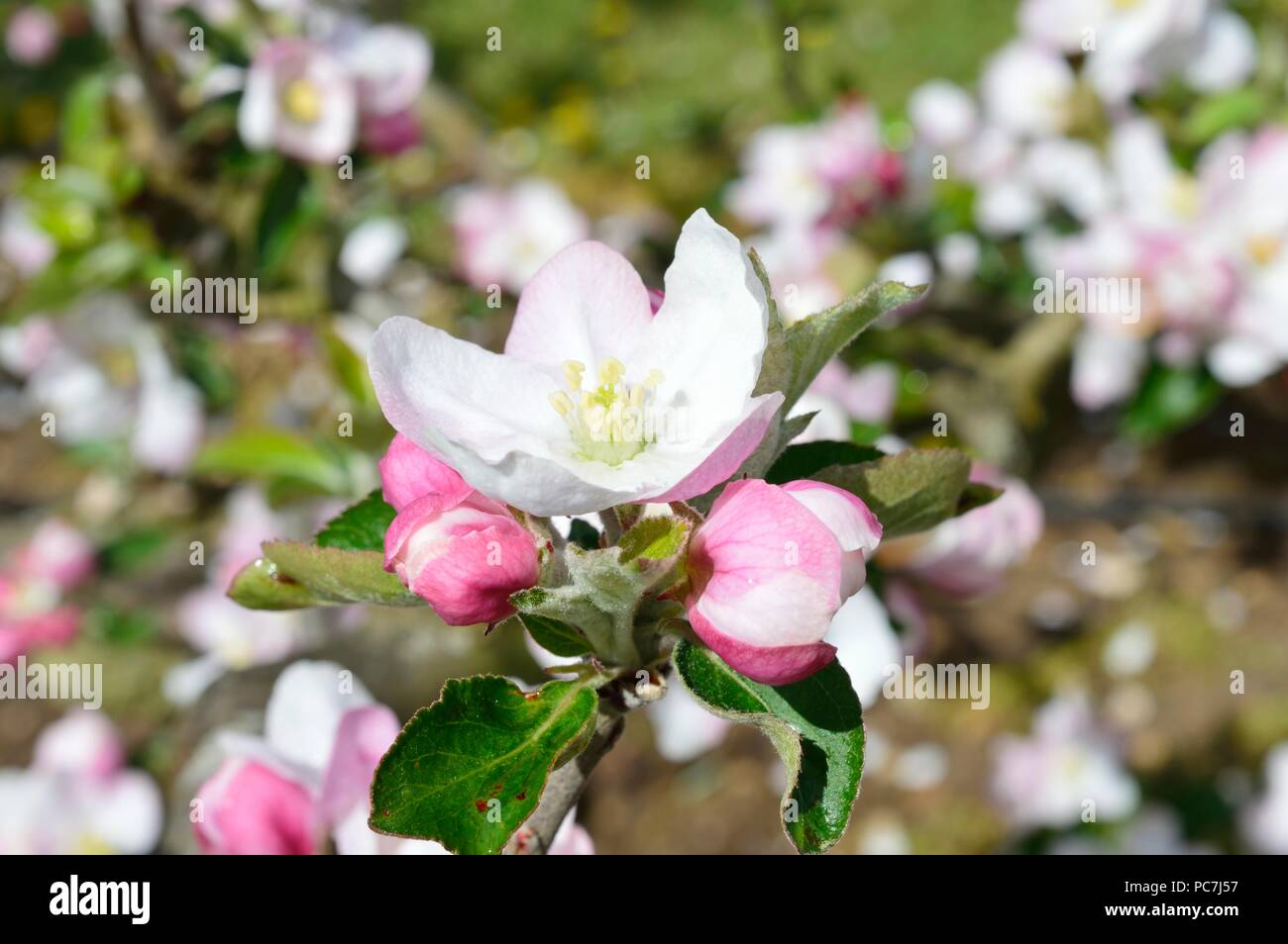 Apple sconosciuto Foto Stock