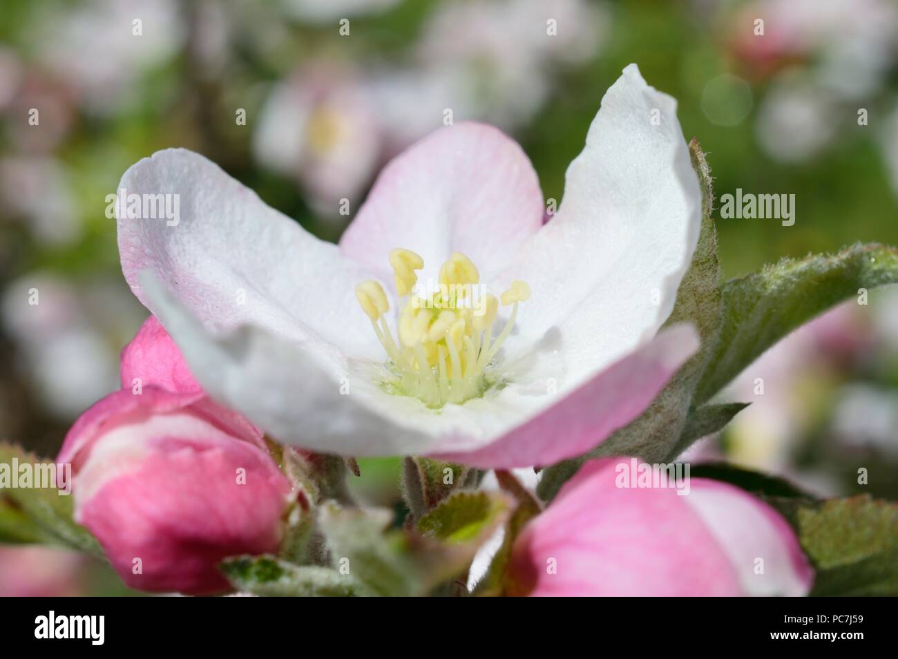 Apple sconosciuto Foto Stock
