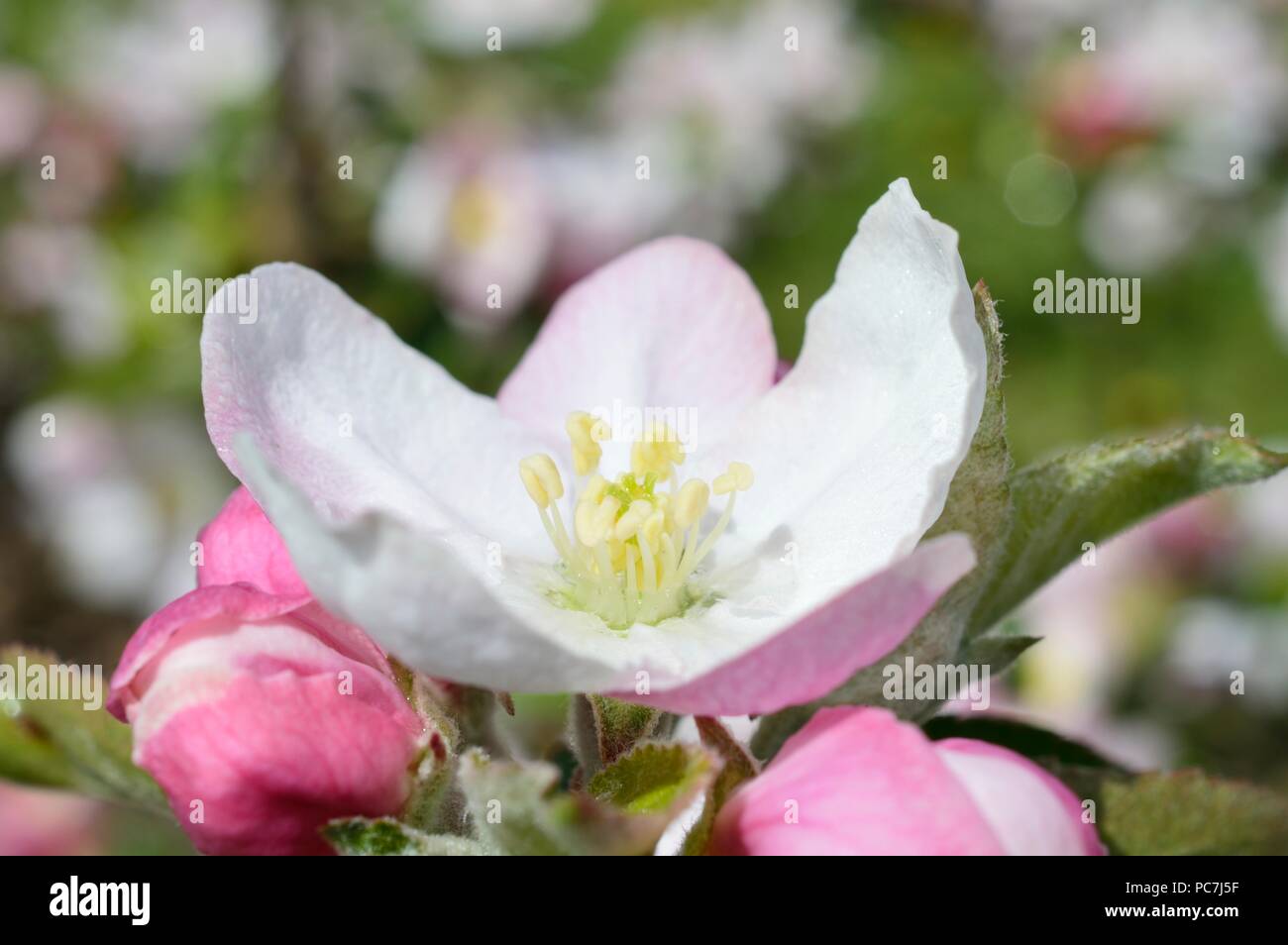 Apple sconosciuto Foto Stock