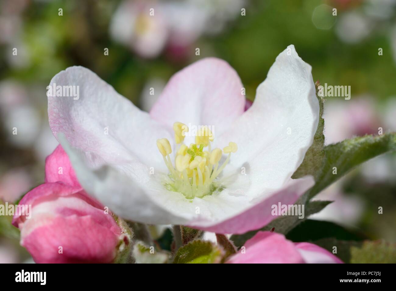 Apple sconosciuto Foto Stock