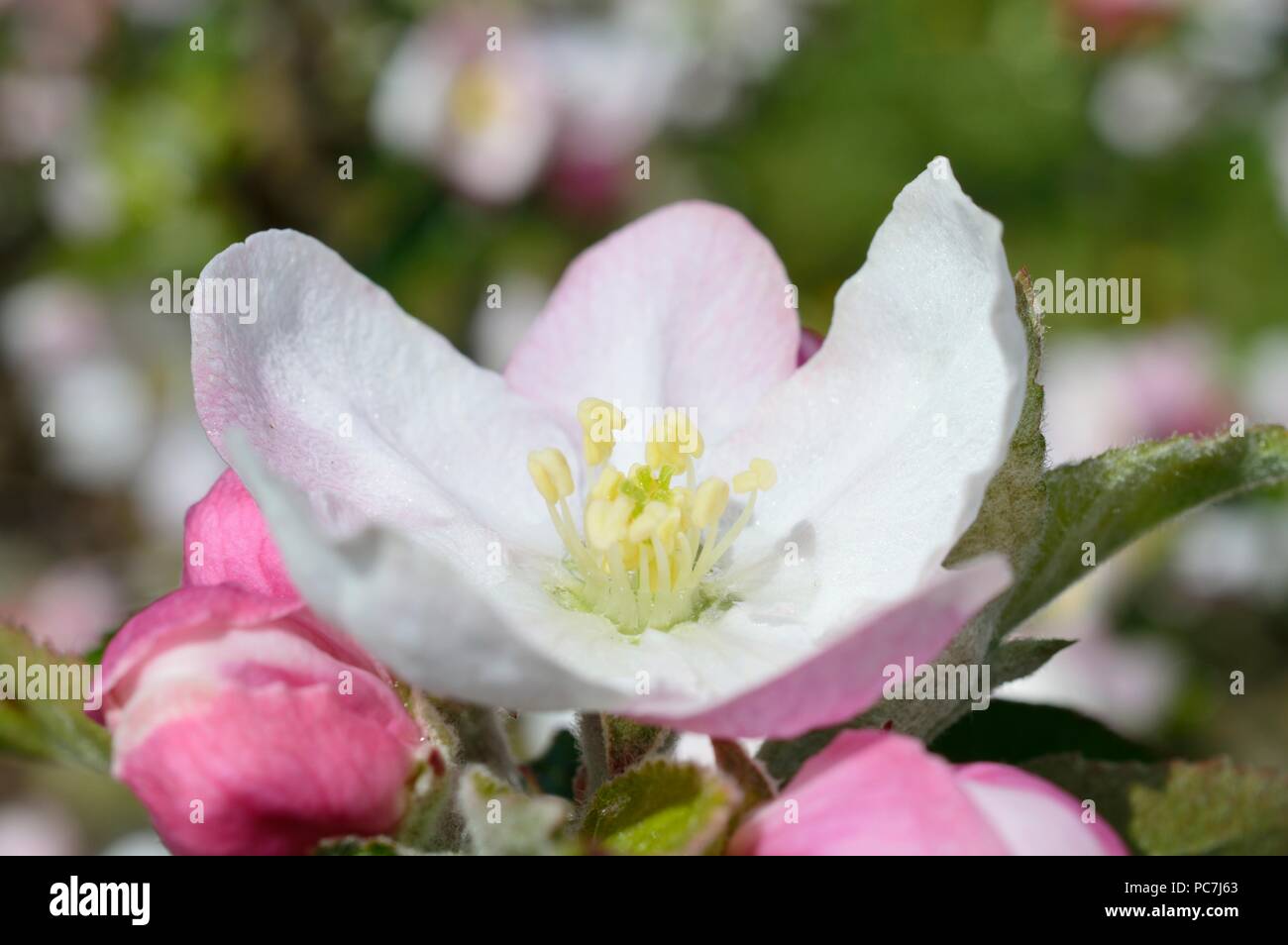Apple sconosciuto Foto Stock