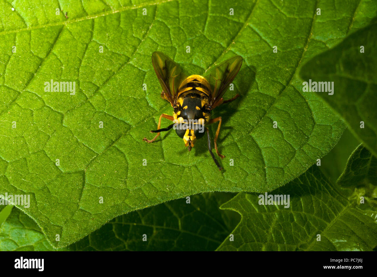 Giallo fly hover wasp su foglie verde fogliame contrasto dei colori Foto Stock