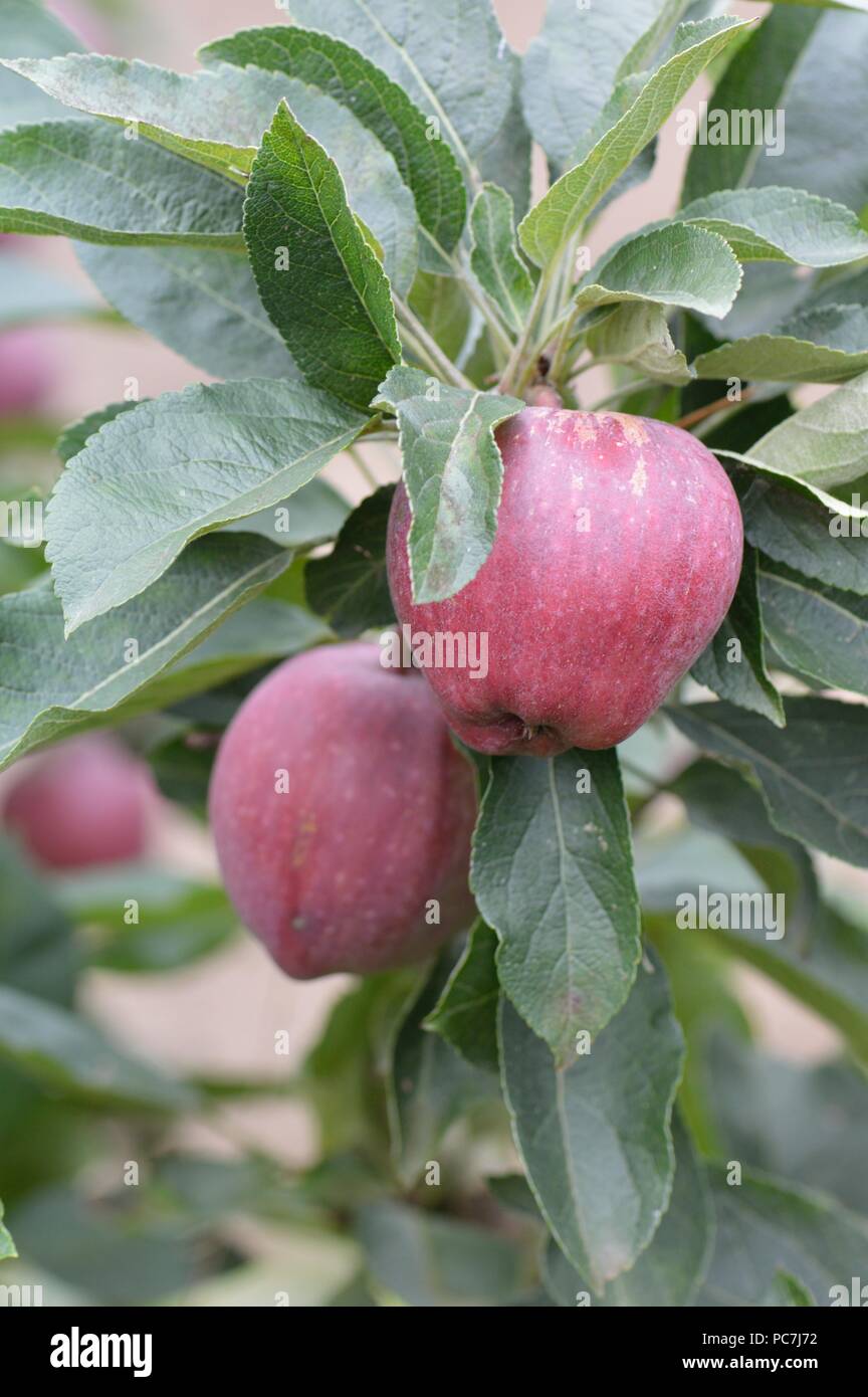 Apple sconosciuto Foto Stock