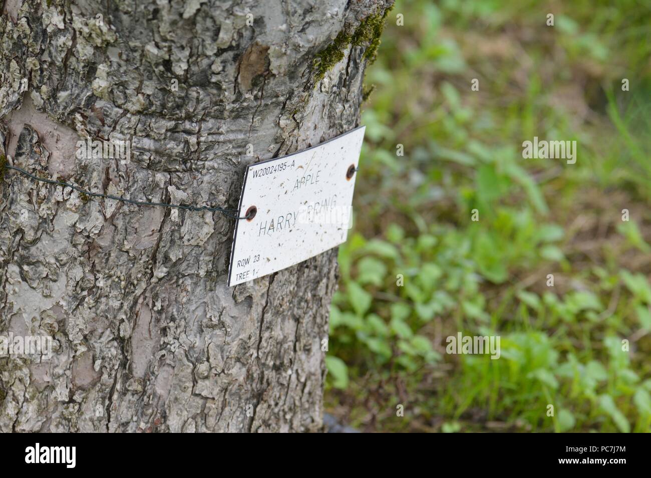 Apple sconosciuto Foto Stock