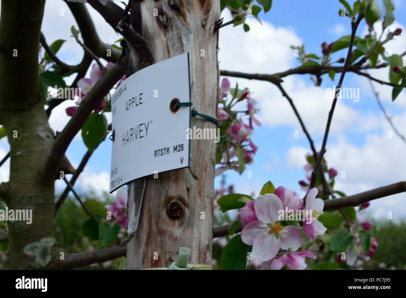 Apple sconosciuto Foto Stock