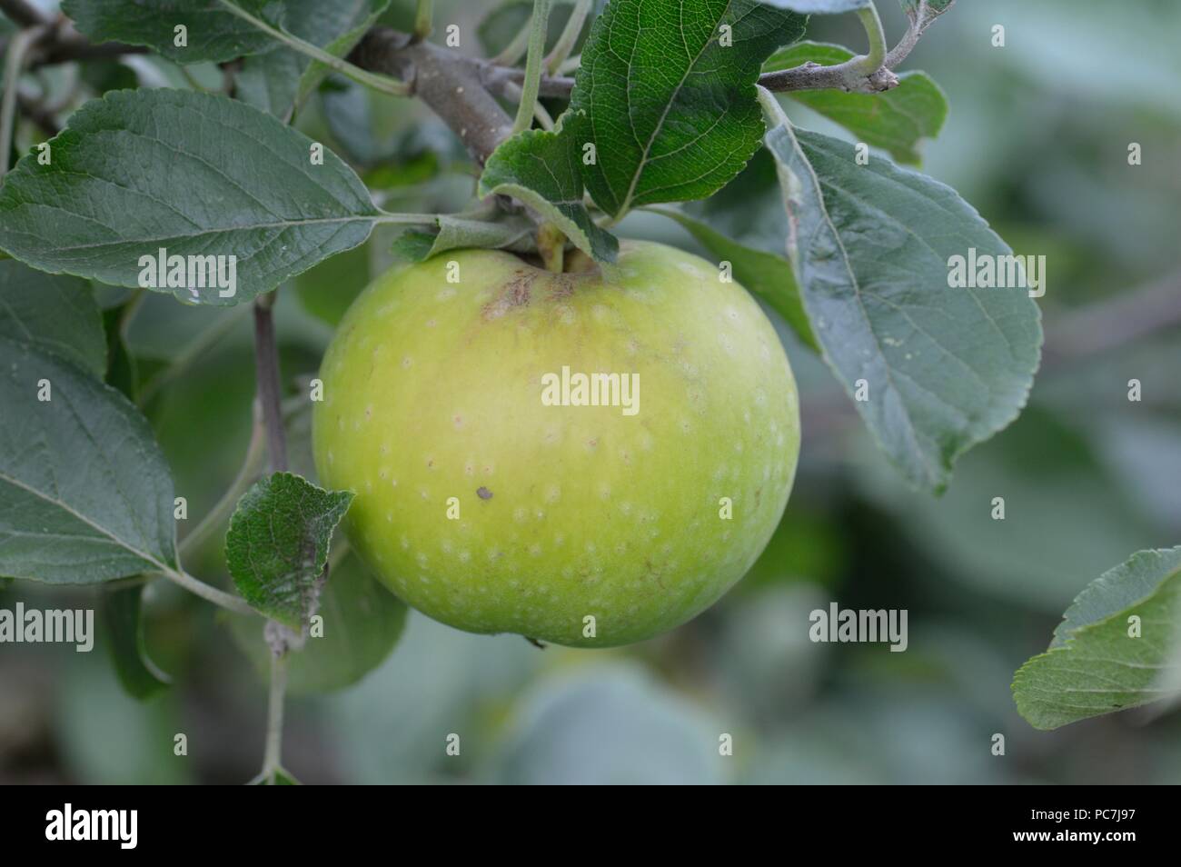 Apple sconosciuto Foto Stock