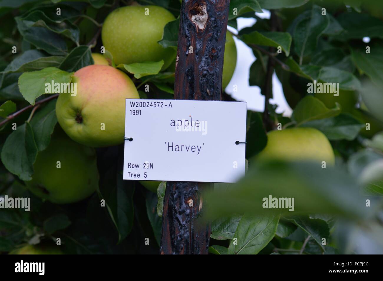 Apple sconosciuto Foto Stock