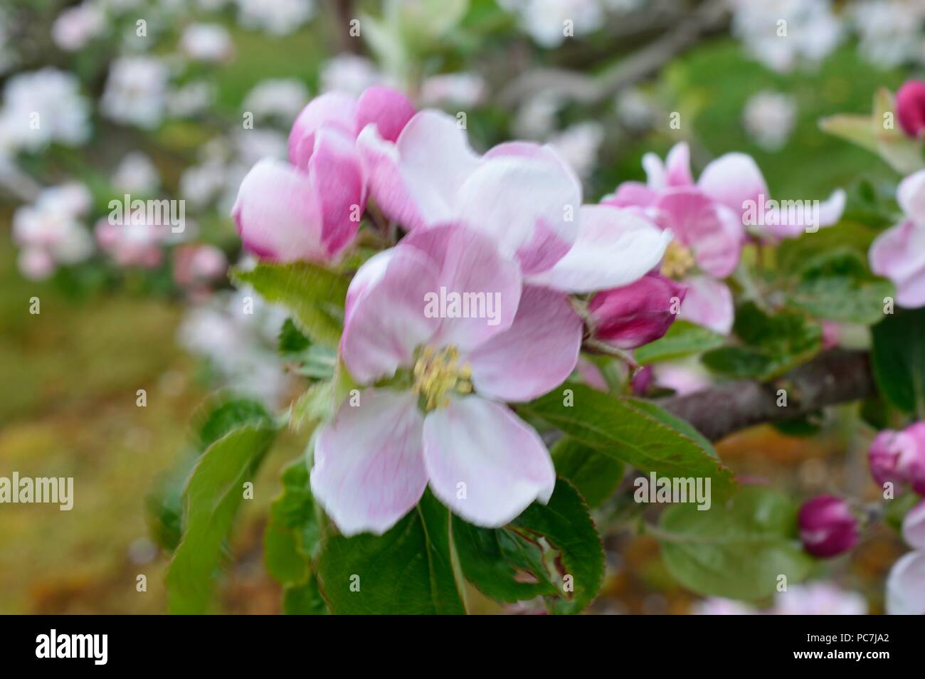 Apple sconosciuto Foto Stock
