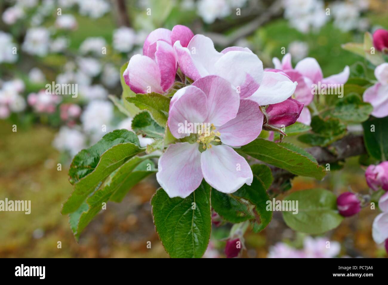 Apple sconosciuto Foto Stock