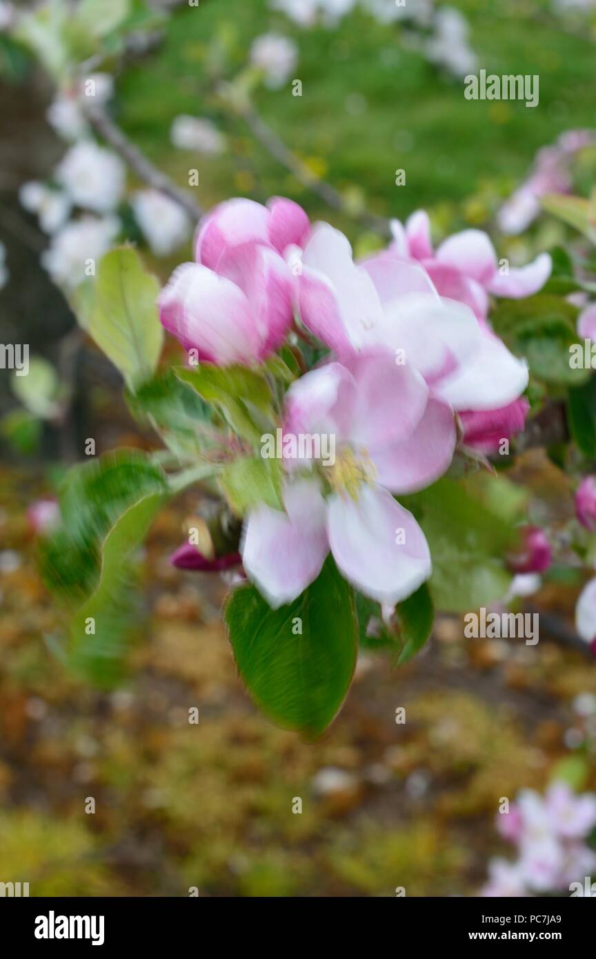Apple sconosciuto Foto Stock
