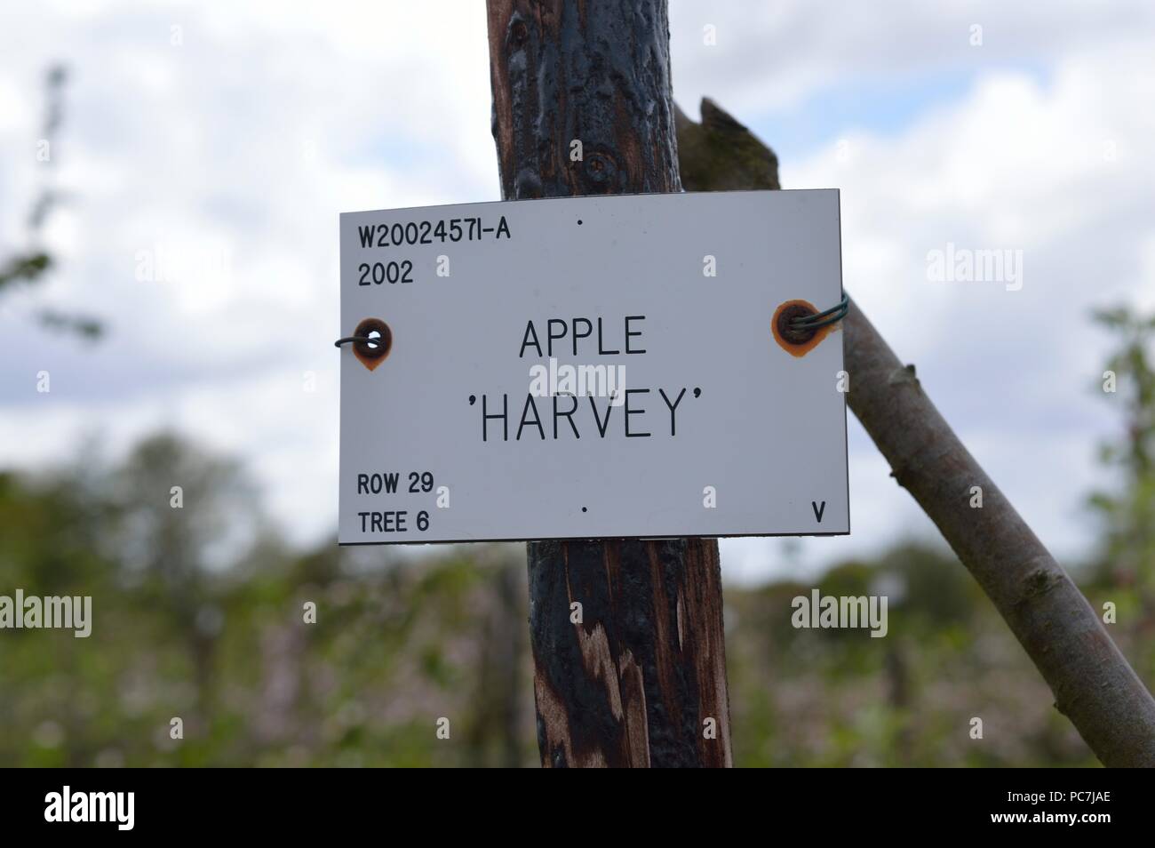 Apple sconosciuto Foto Stock