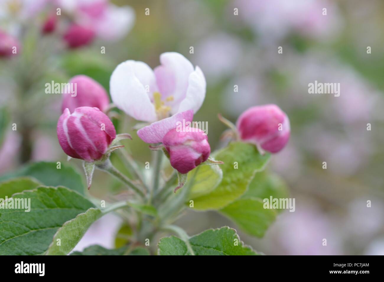 Apple sconosciuto Foto Stock