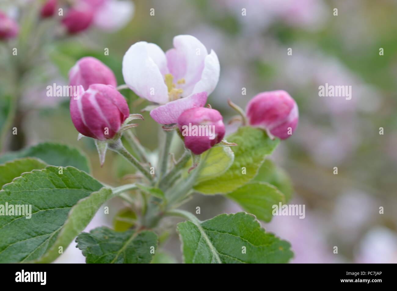Apple sconosciuto Foto Stock