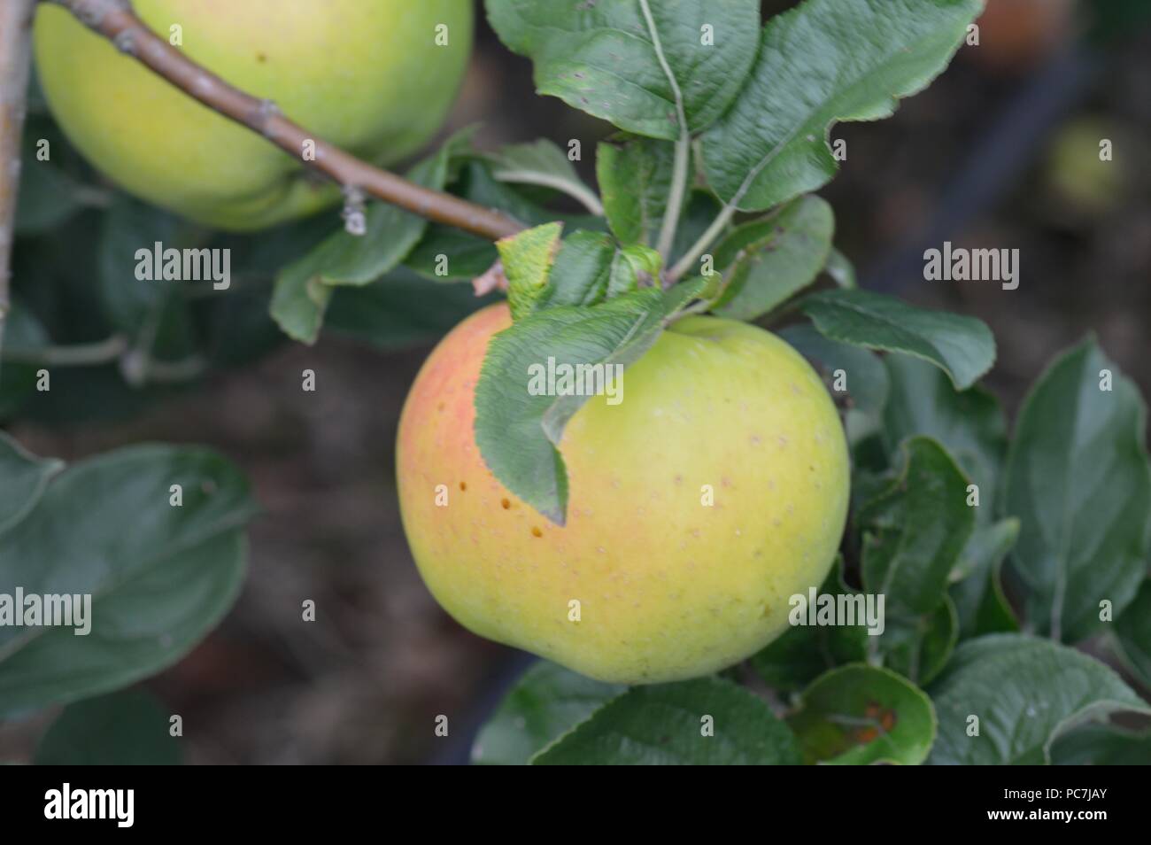 Apple sconosciuto Foto Stock