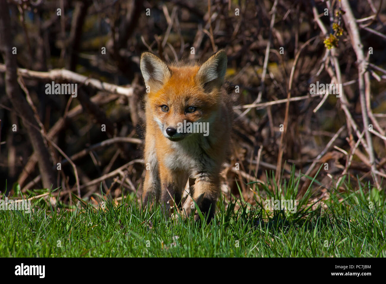 Carino piccolo fox pup cucciolo passeggiate fuori del bosco su di una radura con erba Foto Stock