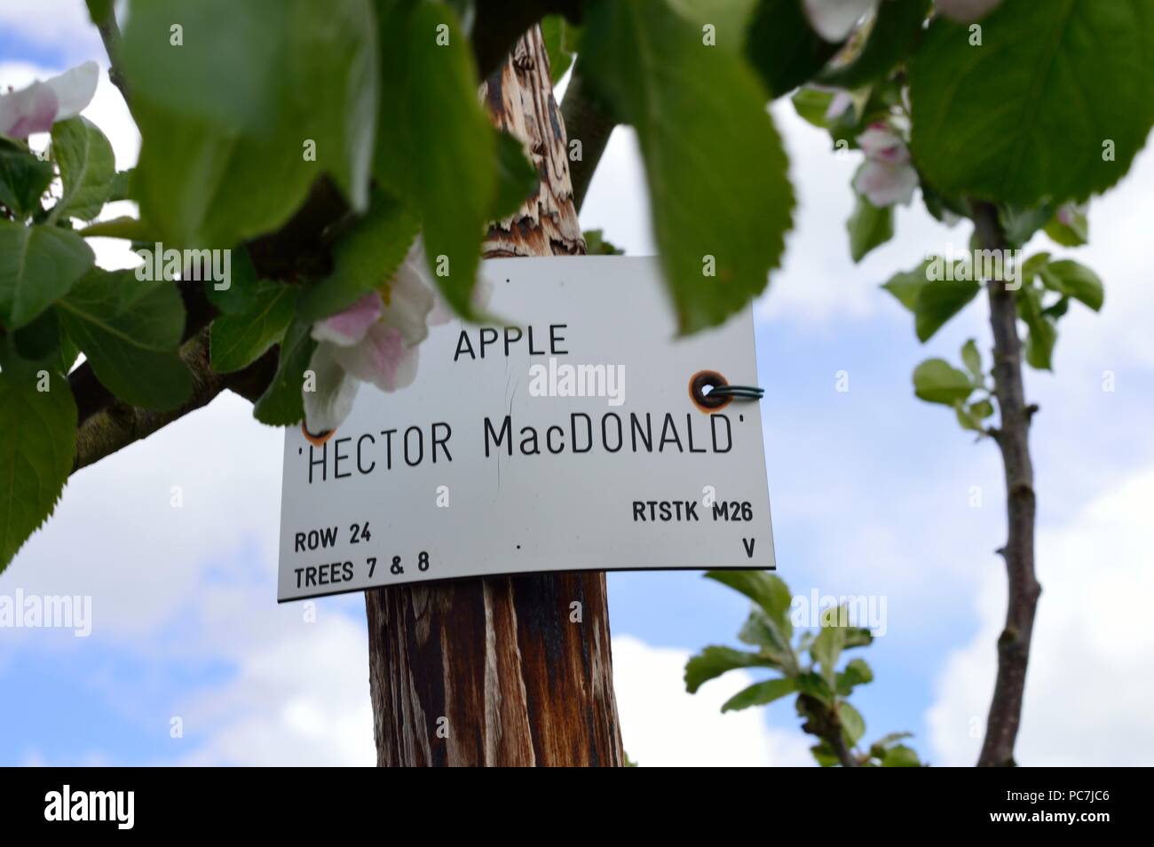 Apple sconosciuto Foto Stock