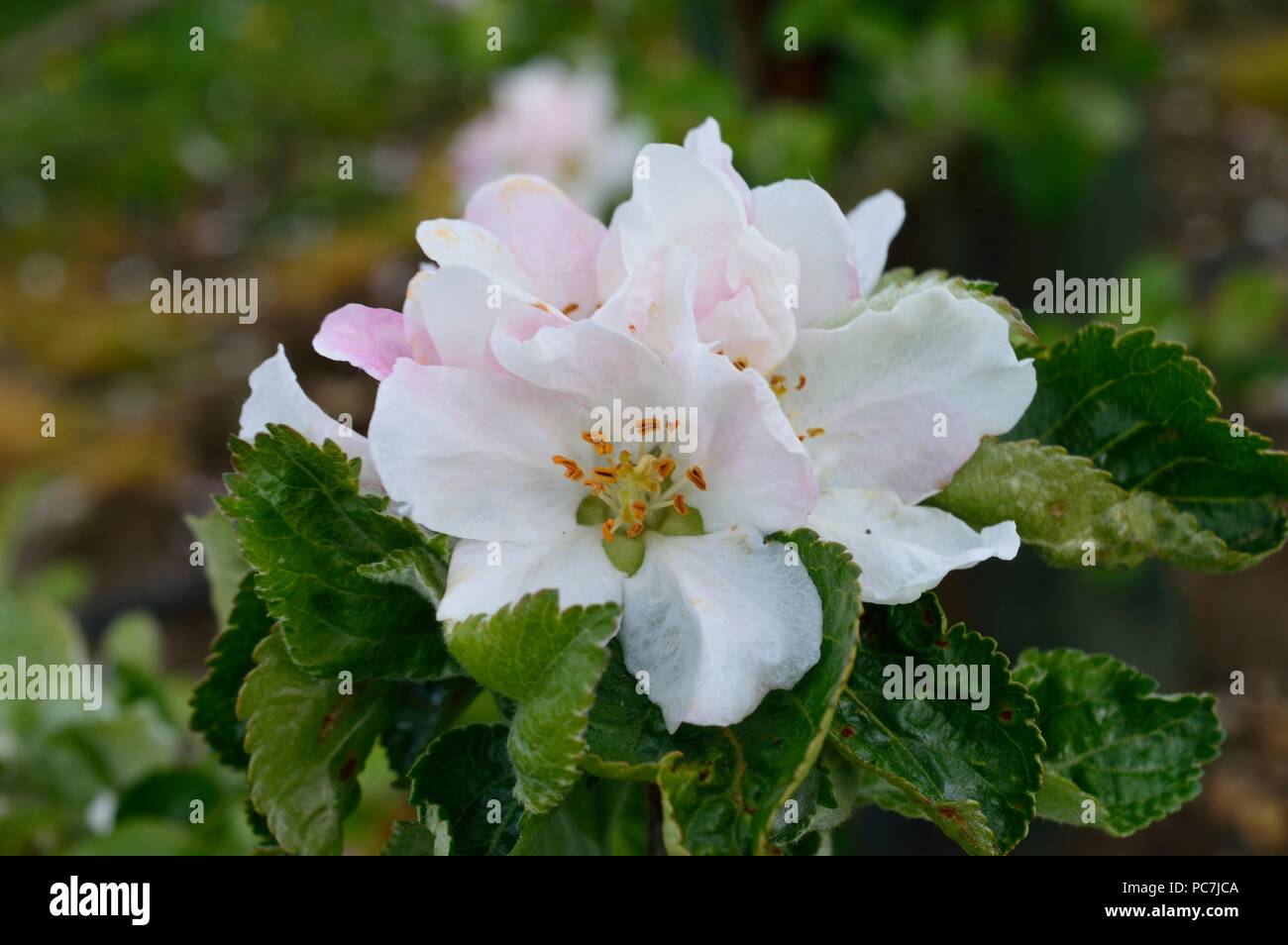 Apple sconosciuto Foto Stock