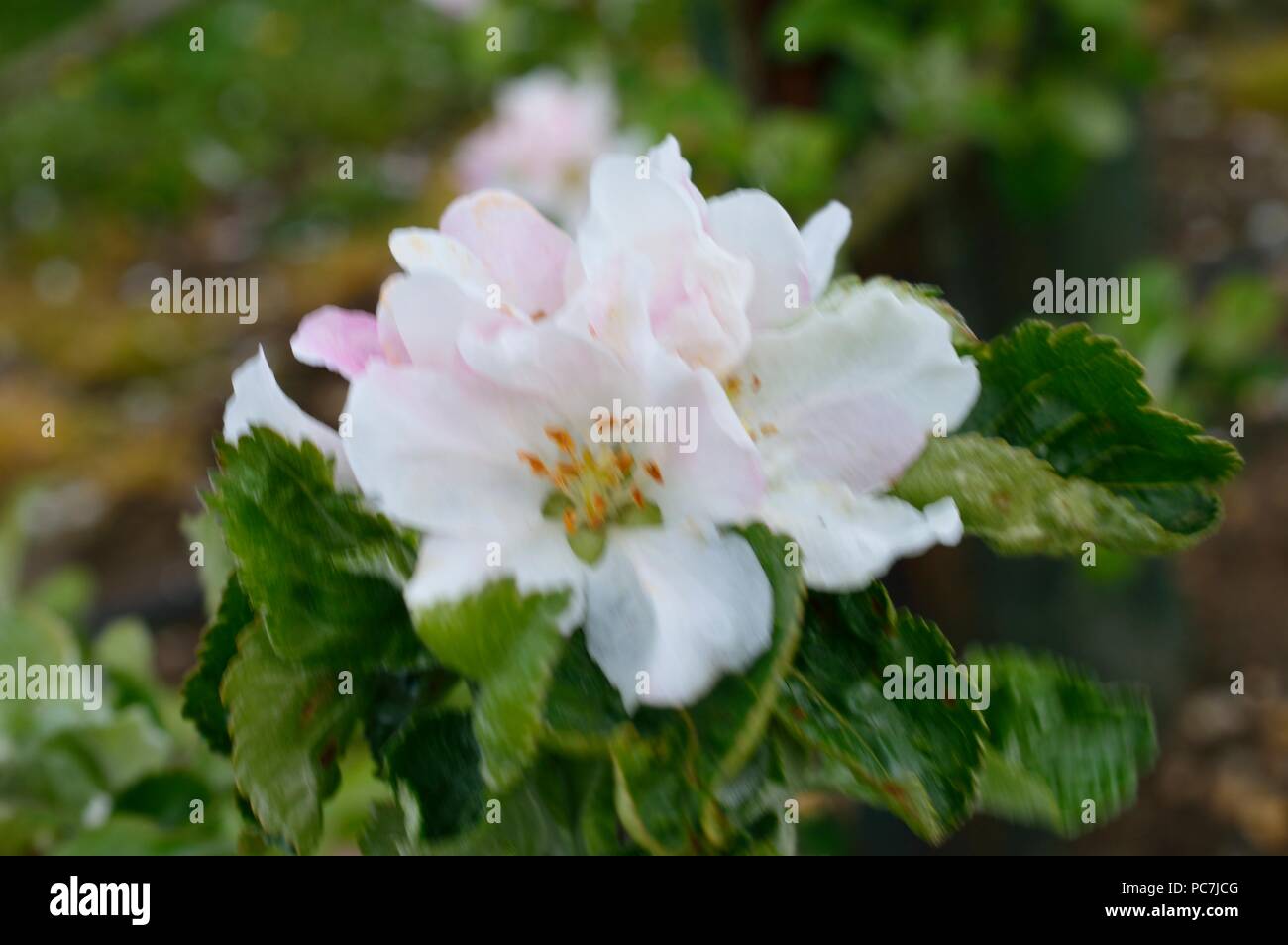 Apple sconosciuto Foto Stock