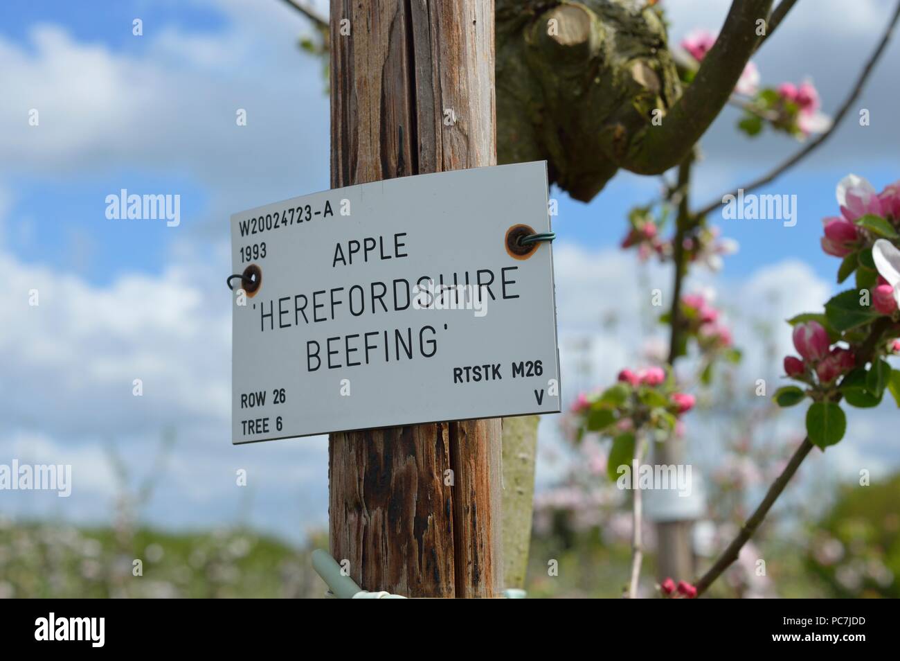 Apple sconosciuto Foto Stock