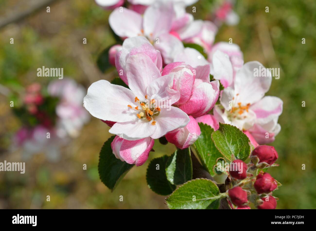 Apple sconosciuto Foto Stock