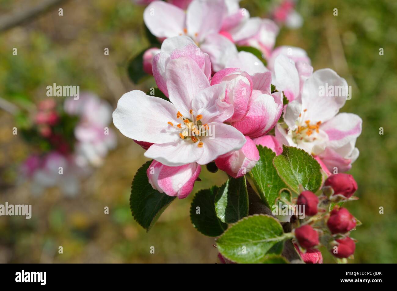 Apple sconosciuto Foto Stock
