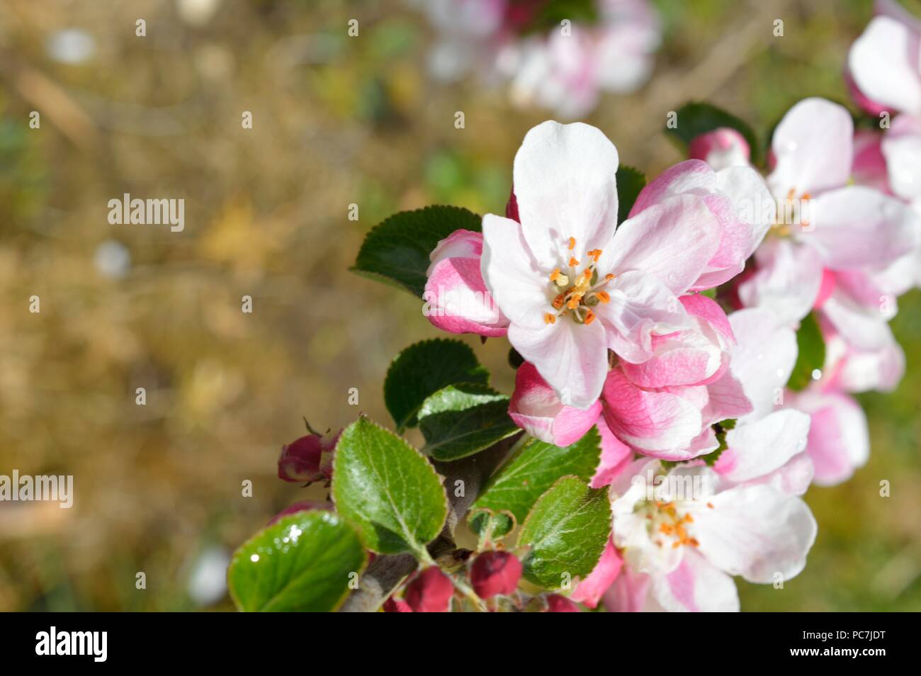Apple sconosciuto Foto Stock