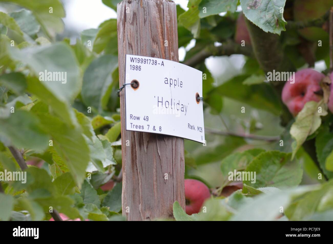 Apple sconosciuto Foto Stock