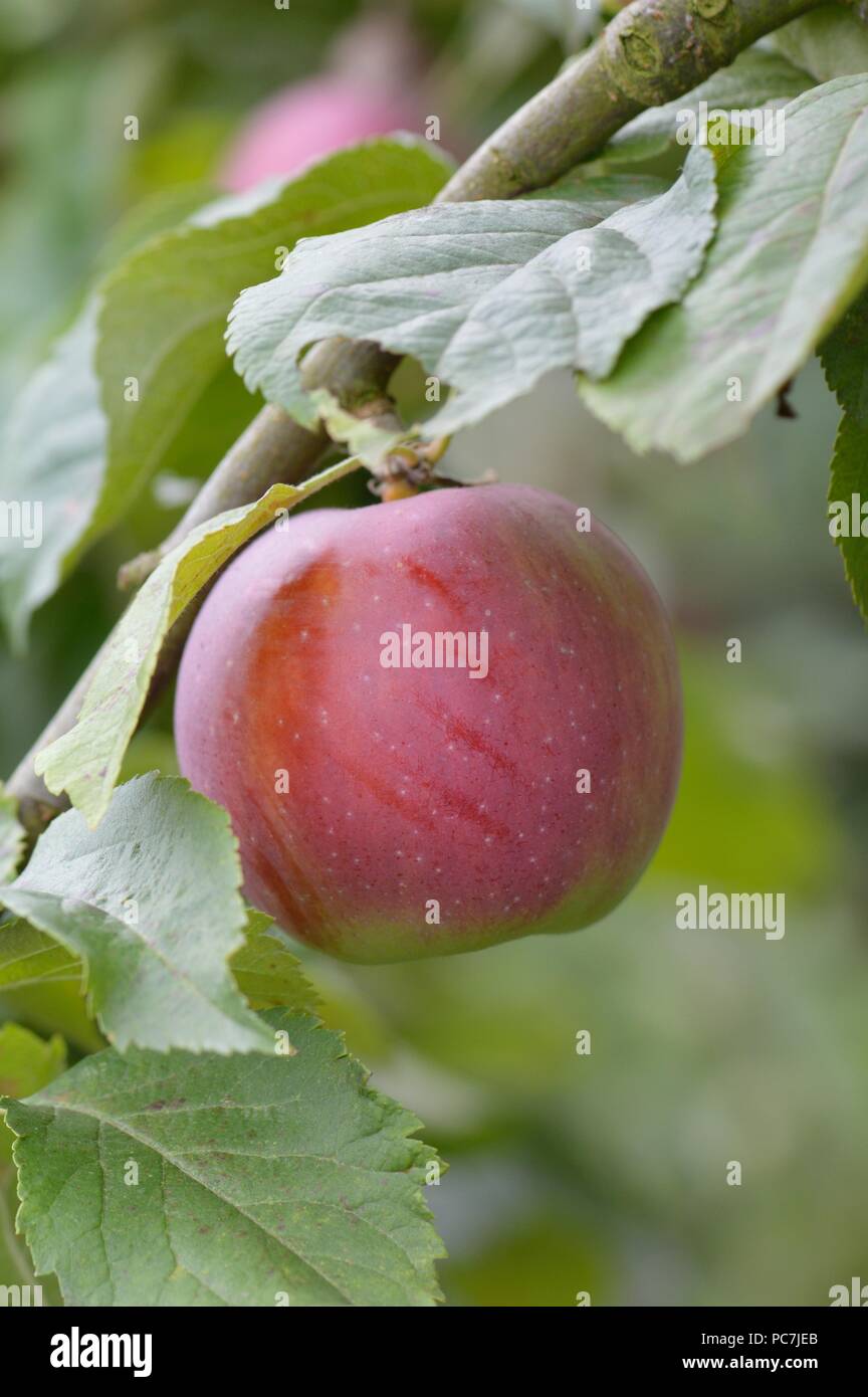 Apple sconosciuto Foto Stock