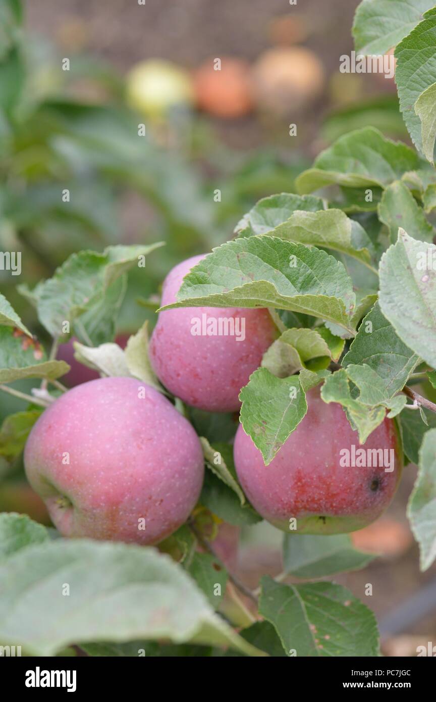 Apple sconosciuto Foto Stock