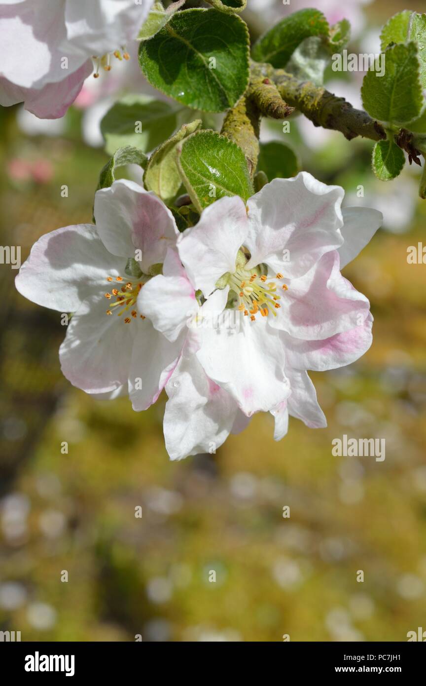 Apple sconosciuto Foto Stock
