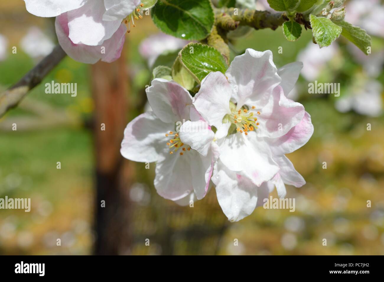 Apple sconosciuto Foto Stock