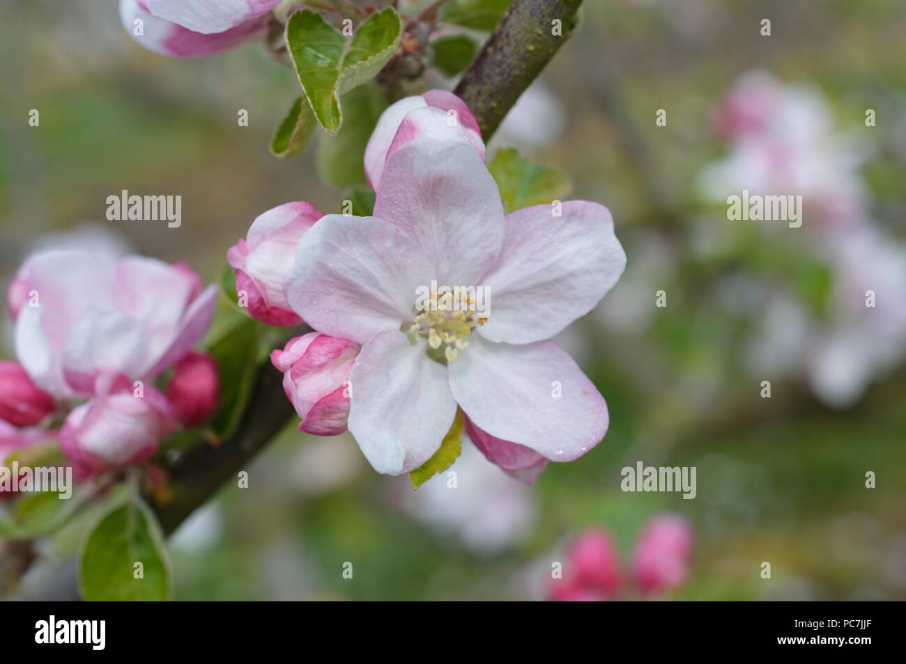 Apple sconosciuto Foto Stock